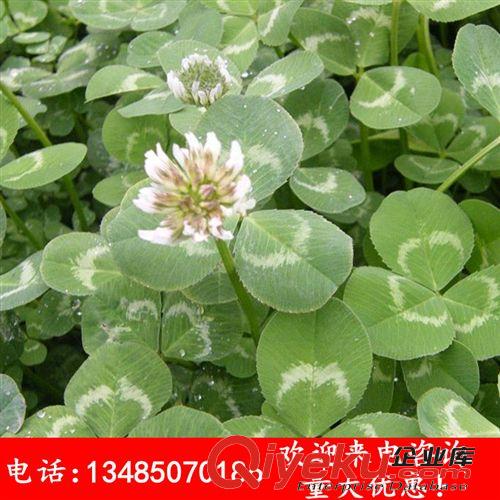 批發美國進口優質牧草綠化草坪種子 白花三葉草 白三葉 白車軸草原始圖片3