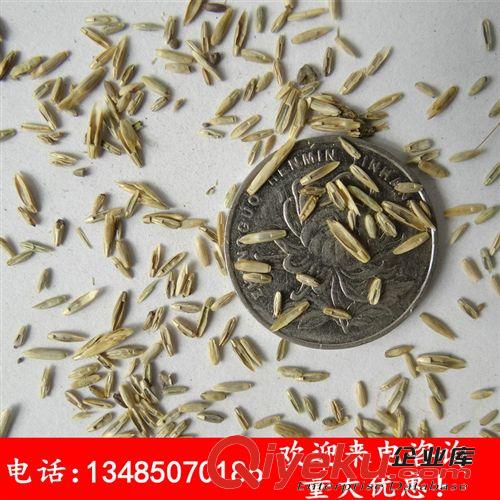 美國進(jìn)口紫花苜蓿種子 維多利亞 產(chǎn)量高 再生性強(qiáng) 牛雞鴨羊家禽吃