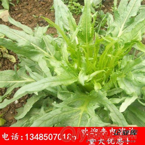 苦荬菜種子 苦買菜 苦麻菜 闊葉高產(chǎn)牧草植物種子批發(fā) 量大優(yōu)惠原始圖片3