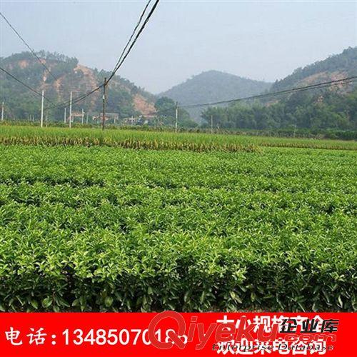陽臺庭院盆栽地栽果樹苗 橘子苗 桔子苗 金桔苗 砂糖橘樹苗原始圖片2
