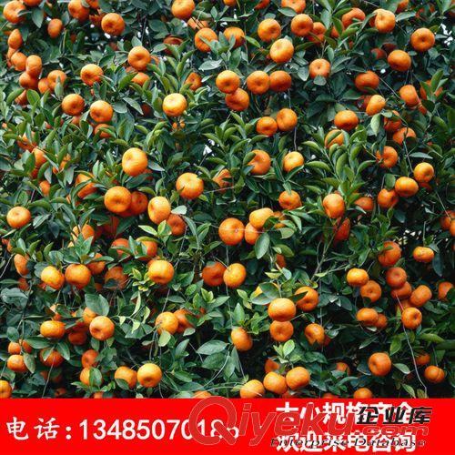 陽臺庭院盆栽地栽果樹苗 橘子苗 桔子苗 金桔苗 砂糖橘樹苗原始圖片3