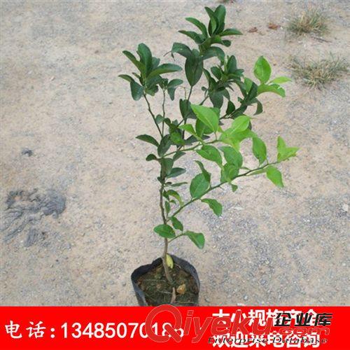 批發日本紫果 嫁接無花果樹苗 當年可結果 庭院植物 盆栽果樹苗