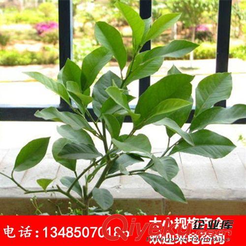 陽臺庭院盆栽果樹苗 檸檬苗 檸檬樹苗 當年開花 帶土發貨好活原始圖片2