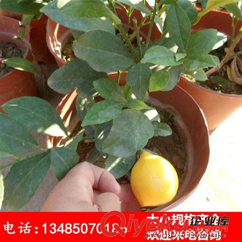 陽臺庭院盆栽果樹苗 檸檬苗 檸檬樹苗 當年開花 帶土發貨好活原始圖片3