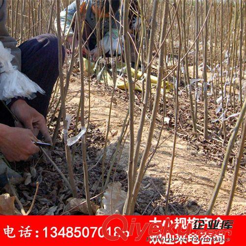 批發(fā)零售果樹苗 桃樹苗 嫁接五月紅大桃樹苗 量大優(yōu)惠