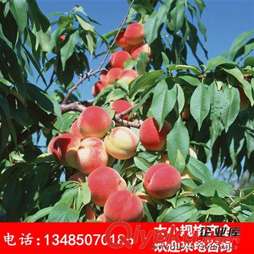 批發(fā)零售果樹苗 桃樹苗 嫁接五月紅大桃樹苗 量大優(yōu)惠
