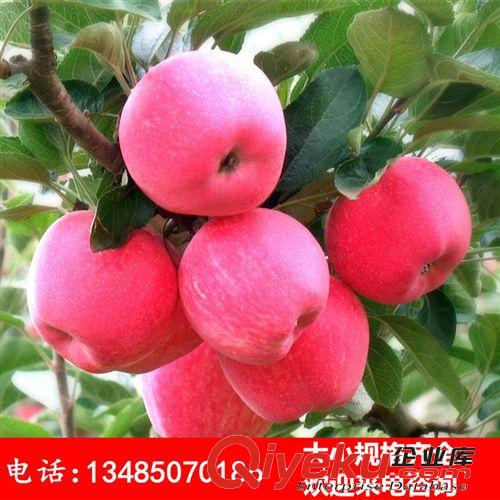 陽臺別墅庭院花園地栽嫁接苗 蘋果樹苗 紅富士蘋果樹 jf水果