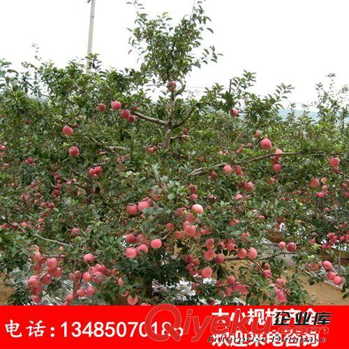 陽臺別墅庭院花園地栽嫁接苗 蘋果樹苗 紅富士蘋果樹 jf水果