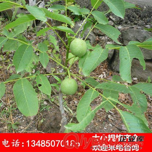 盆栽專用矮化核桃苗 當年結果 8518 9818