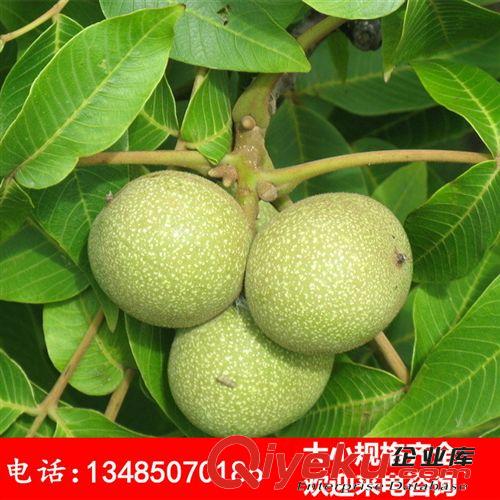 盆栽專用矮化核桃苗 當年結果 8518 9818