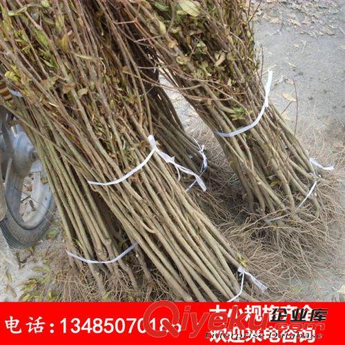 批發綠化苗木花石榴 果樹苗 紅籽石榴 紅巨蜜 量大優惠