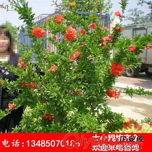 批發綠化苗木花石榴 果樹苗 紅籽石榴 紅巨蜜 量大優惠