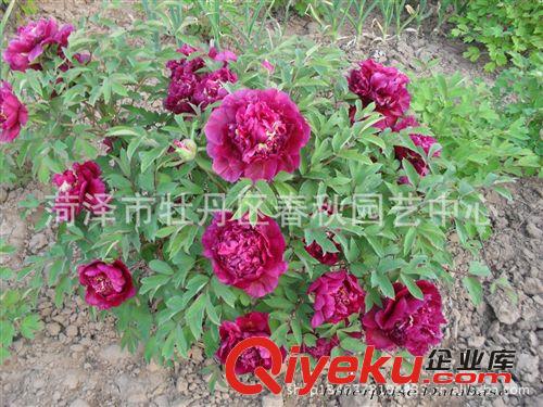 長期供應(yīng)發(fā)菏澤牡丹 牡丹苗 催花牡丹歡迎選購