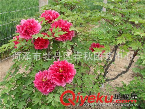 長期批發(fā)菏澤牡丹 優(yōu)質(zhì)牡丹苗 大型牡丹歡迎洽談