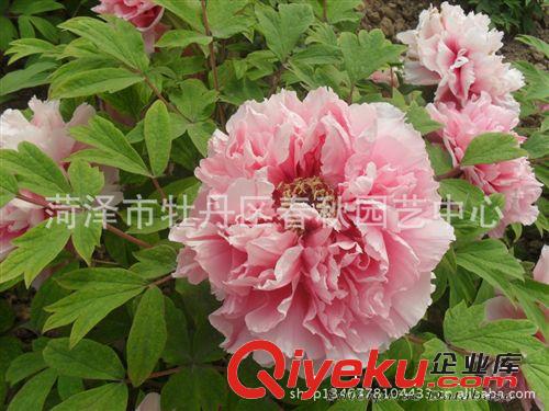菏澤牡丹批發 供應優質牡丹苗 各種規格牡丹苗 歡迎洽談