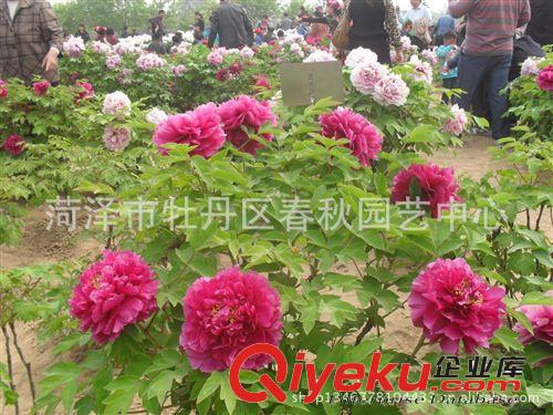 菏澤牡丹批發 供應優質牡丹苗 各種規格牡丹苗 歡迎洽談