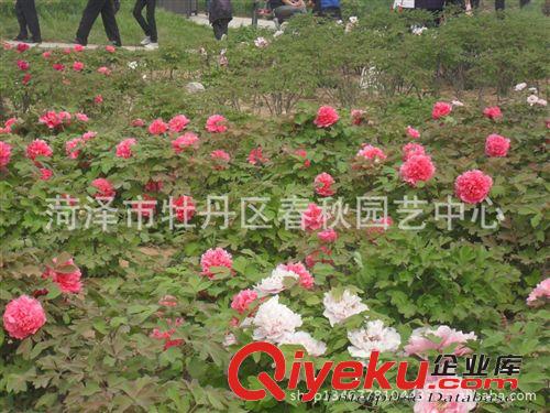 菏澤牡丹批發 供應優質牡丹苗 各種規格牡丹苗 歡迎洽談