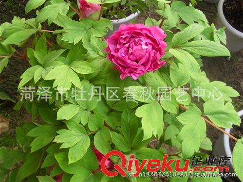 菏澤春秋園藝供應牡丹苗 催花牡丹 大型牡丹 歡迎選購