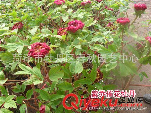 菏澤春秋園藝供應(yīng)牡丹苗 催花牡丹 大型牡丹 歡迎選購(gòu)