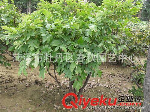 菏澤春秋園藝供應(yīng)牡丹苗 催花牡丹 大型牡丹 歡迎選購(gòu)