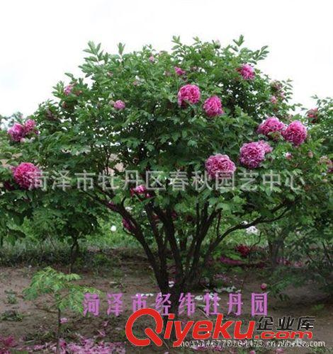 菏澤春秋園藝大量批發牡丹苗 優質牡丹 大型牡丹 歡迎選購