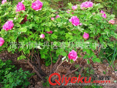 菏澤春秋園藝大量批發牡丹苗 優質牡丹 大型牡丹 歡迎選購