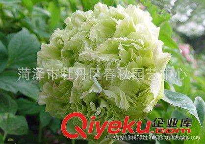 菏澤春秋園藝大量批發牡丹苗 優質牡丹 大型牡丹 歡迎選購