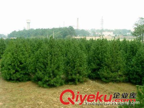 綠化苗木 白皮松 優(yōu)質(zhì)白皮小苗 成活率高的白皮松小苗原始圖片2