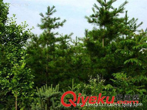 大量供應(yīng)白皮松 規(guī)格齊全 苗木健壯 泰安白皮松種植基地原始圖片2