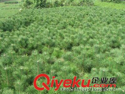 大量供應(yīng)白皮松 規(guī)格齊全 苗木健壯 泰安白皮松種植基地原始圖片3