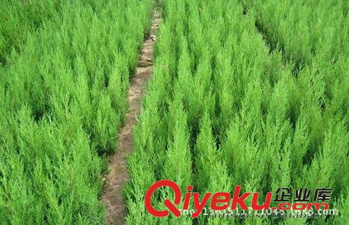 龍柏球 龍柏樹苗  苗圃直銷優(yōu)質(zhì)龍柏 直銷龍柏綠化苗 規(guī)格齊全原始圖片2