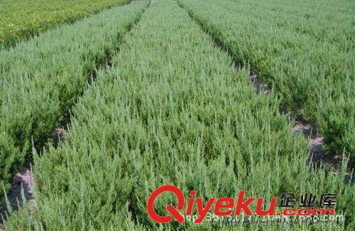 綠化苗木基地直銷 龍柏 龍柏球 龍柏批發(fā) 大小規(guī)格龍柏苗批發(fā)