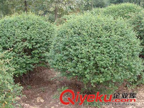 綠化苗木基地直銷 龍柏 龍柏球 龍柏批發(fā) 大小規(guī)格龍柏苗批發(fā)