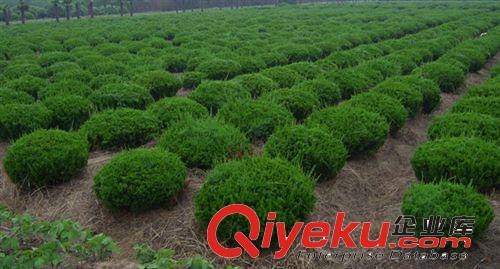 萬(wàn)畝龍柏球 大量現(xiàn)貨 價(jià)格低 存活率高原始圖片2