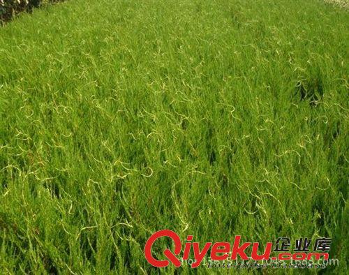 供應綠化專用龍柏苗 龍柏柱 龍柏球 龍柏樹苗原始圖片3