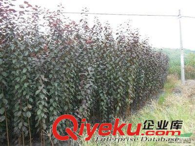 出售紅葉李  綠化工程苗 5公分紅葉李樹苗 紅葉李規(guī)格齊全