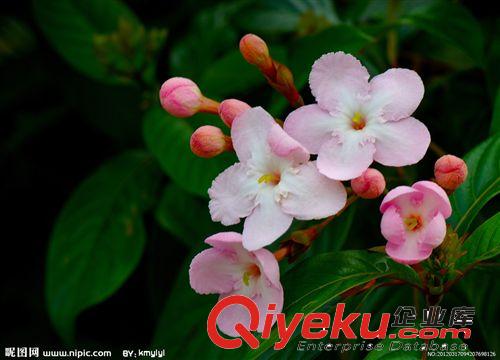 供應(yīng)山東泰安泰山石榴龍柏紫荊百日紅丁香紅楓柳樹(圖)