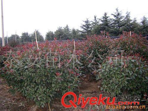 供應(yīng)園林綠化苗木紅葉石楠紫薇櫻花青桐