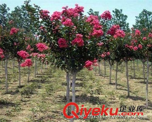 紫薇苗_紫薇苗價(jià)格_優(yōu)質(zhì)紫薇苗批發(fā)/采購(gòu) - 阿里巴巴原始圖片3