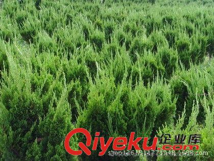 山東泰安紅白黃玉蘭海棠紫葉李紫葉矮櫻櫻花(圖)