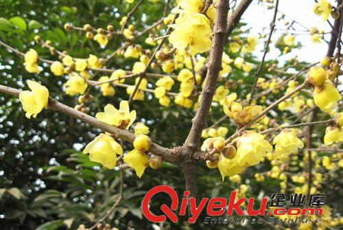觀賞臘梅樹(shù)苗   廠家直銷  歡迎選購(gòu)原始圖片2
