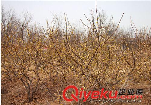 觀賞臘梅樹(shù)苗   廠家直銷  歡迎選購(gòu)