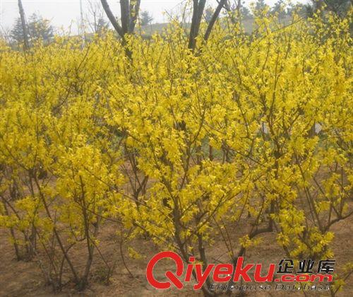 泰安綠景園林供應(yīng)各種臘梅  發(fā)芽率高   品種齊全