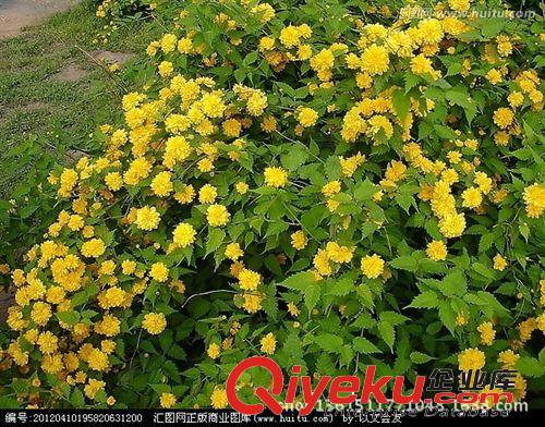 棣棠苗培育基地 直銷優(yōu)質(zhì)棣棠苗 花卉苗木大量批發(fā)棣棠苗原始圖片2