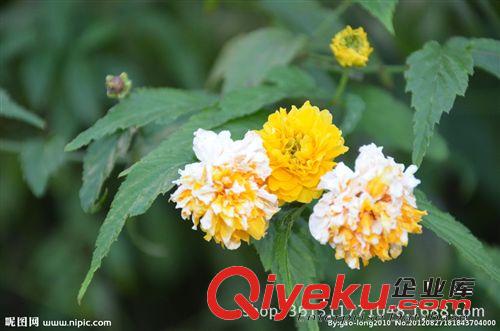 廠家直銷規(guī)格齊全棣棠苗 基地專業(yè)供應(yīng)優(yōu)質(zhì)棣棠苗 易成活棣棠苗