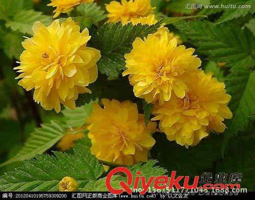 大量批發綠色苗木棣棠 3公分棣棠苗品種優良棣棠苗 價格實惠