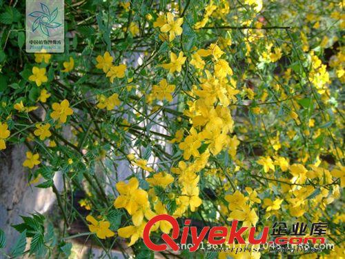 大量批發(fā)綠色苗木棣棠 3公分棣棠苗品種優(yōu)良棣棠苗 價格實惠