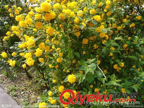 泰安苗木基地直優質優質棣棠苗  綠化棣棠苗  黃花棣棠苗 規格