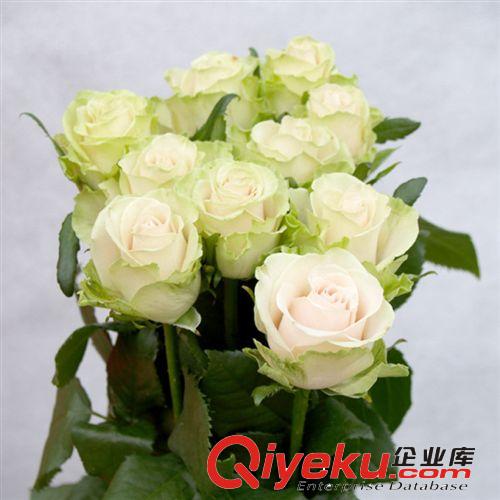 【君軒緣玫瑰】提供教師節情人節玫瑰花批發 蘇州玫瑰花基地批發原始圖片2