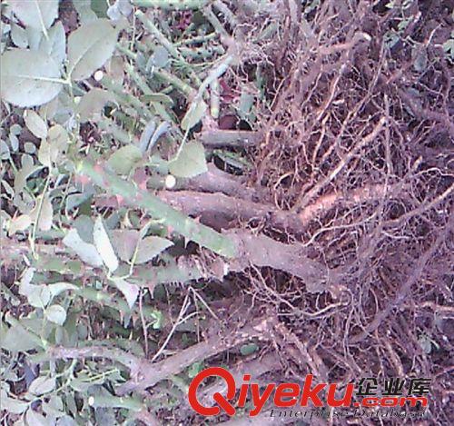 【君軒緣花卉】提供各種月季盆栽 植物花卉 蘇州花卉基地批發